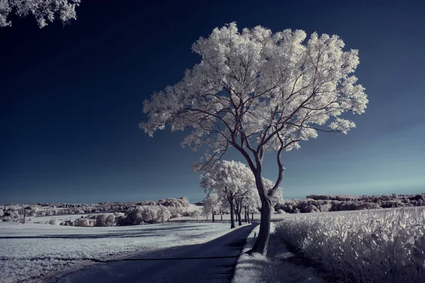 Gökyüzünün Altındaki Karlı Ağaçlarla Dolu Bir Manzara — Stok fotoğraf