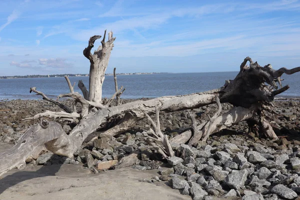 Egy Közeli Felvétel Driftwood Strand Jekyll Island Georgia — Stock Fotó