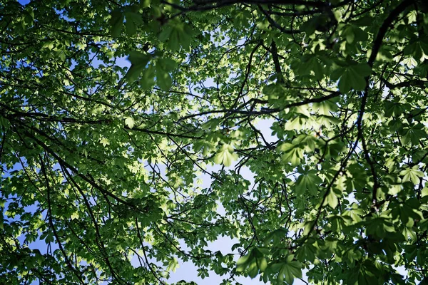 Low Angle Shot Tree Branches Green Leaves Bavaria — Stock Photo, Image