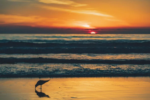 Mås Stranden Vid Solnedgången San Diego — Stockfoto