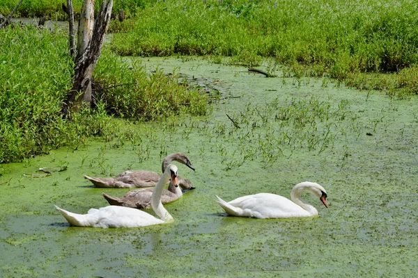 Семья Белых Серых Лебедей Пруду — стоковое фото