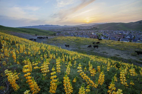 Ein Wunderschönes Feld Europäischer Gelber Lupinen Mit Aberdeen Angus Hintergrund — Stockfoto