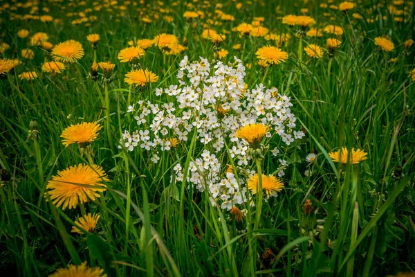A closeup of a meadow full of dandelions and white primula flowers in summer