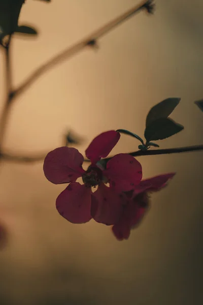 庭にピンクの花を持つ枝の垂直ショット — ストック写真