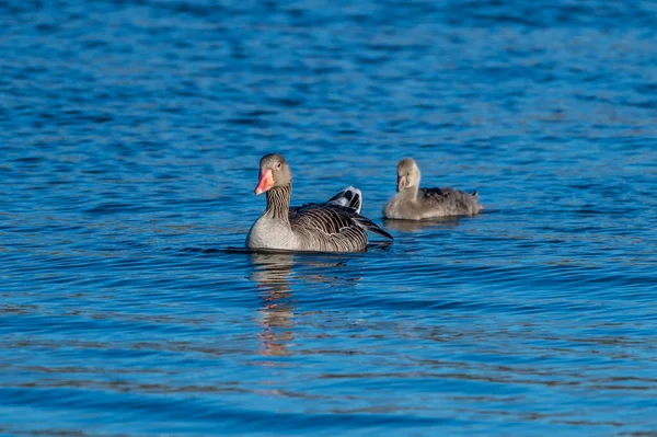 Mavi Suda Yüzen Bir Çift Kahverengi Ördek — Stok fotoğraf