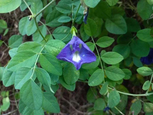 Una Macro Vista Una Flor Clitoria Ternatea Púrpura Contra Las — Foto de Stock