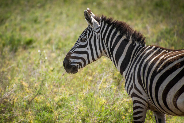 A closeup shot of a zebra in a grassy field in Tanzania, Africa
