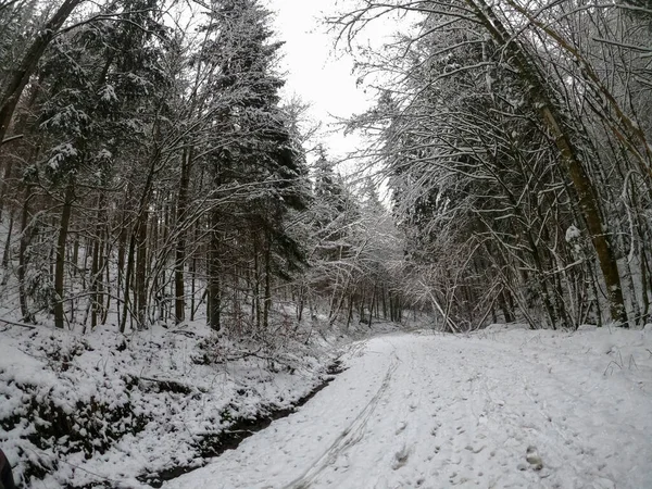 Bosque Abeto Cubierto Nieve Espesa —  Fotos de Stock