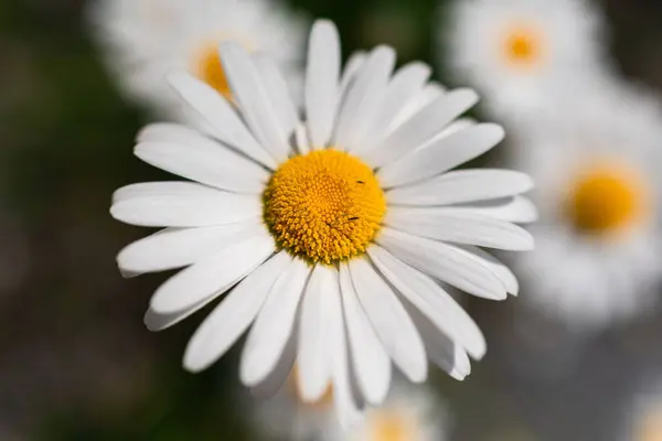 Focus Selettivo Colpo Margherita Comune Giardino — Foto Stock