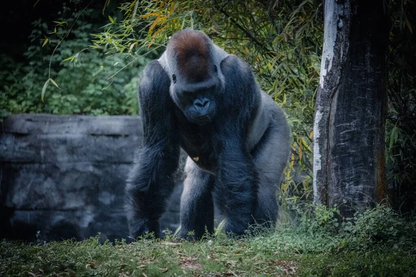 Silverback Gorilla Ett Zoo Dagtid — Stockfoto