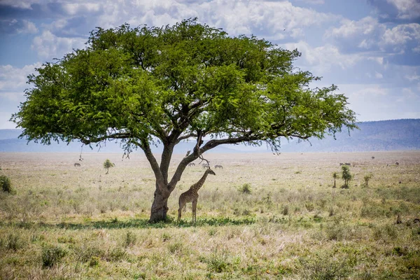 Μια Καμηλοπάρδαλη Κάτω Από Ένα Δέντρο Ένα Αποξηραμένο Λιβάδι Στην — Φωτογραφία Αρχείου