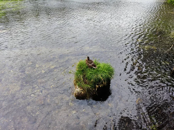 Вид Сзади Восхитительного Кряквы Зеленой Скале Низком Озере — стоковое фото