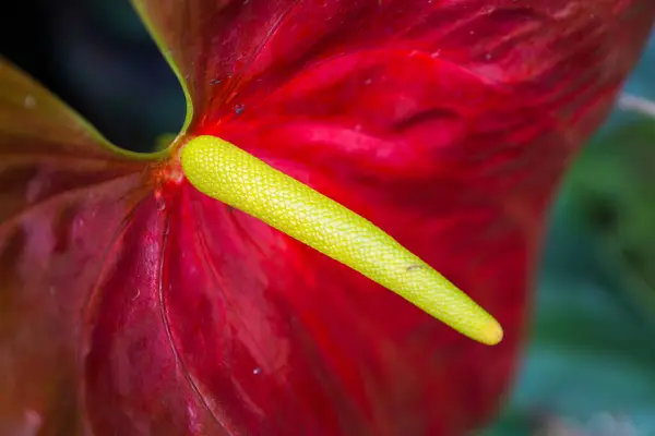 Detailní Záběr Laceleafa Pěstovaného Jaře Zahradě — Stock fotografie