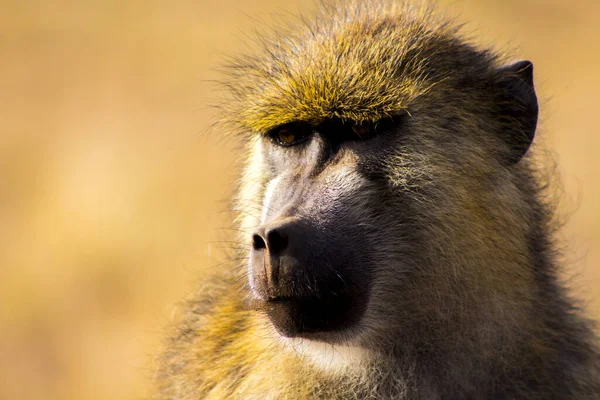 Nahaufnahme Eines Affengesichts Vor Braunem Hintergrund — Stockfoto