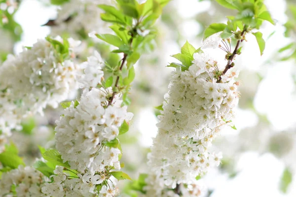 Вертикальный Мелкий Фокус Белых Цветов Вишни Ветке Дерева — стоковое фото