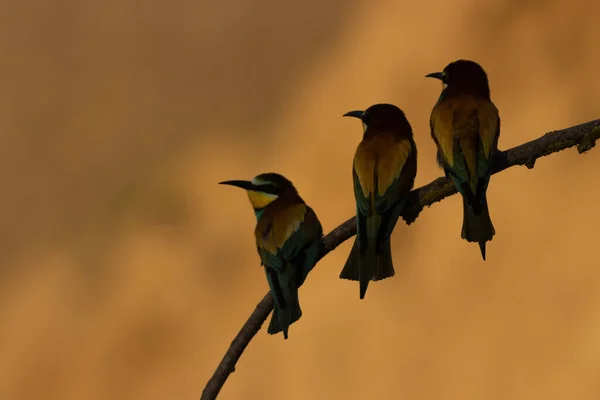 Scenic View European Bee Eaters Perched Branch Blurred Background — Stock Photo, Image