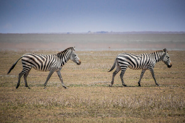 Two beautiful zebras walking in safari on a sunny day in Tanzania
