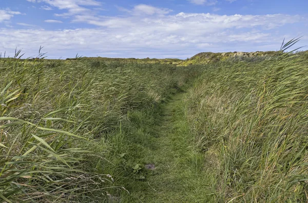 Stig Genom Grönt Högt Gräs Mot Molnig Himmel Alderney Island — Stockfoto