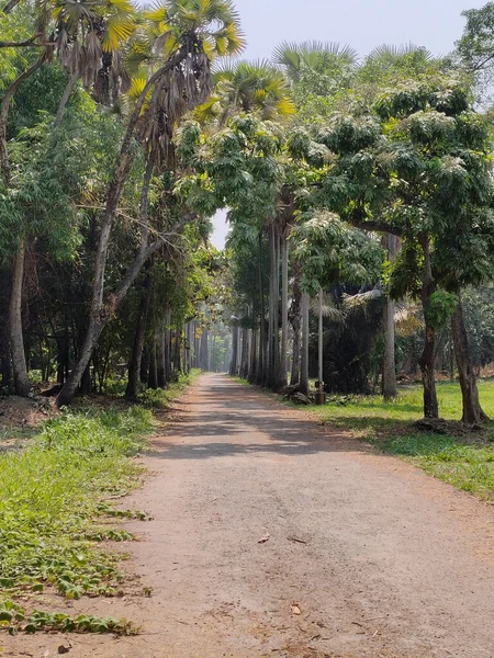 Plano Vertical Sendero Jardín Botánico Calcuta Día Soleado — Foto de Stock