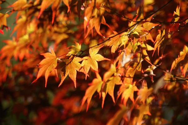 西雅图一个日本枫树叶子的特写照片 — 图库照片