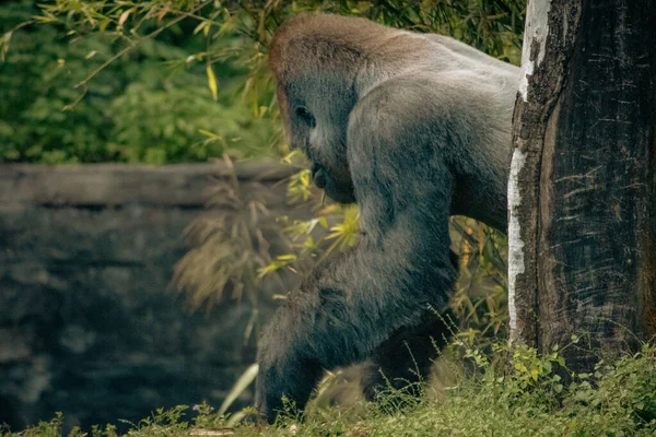 白天动物园里的一只银背大猩猩 — 图库照片