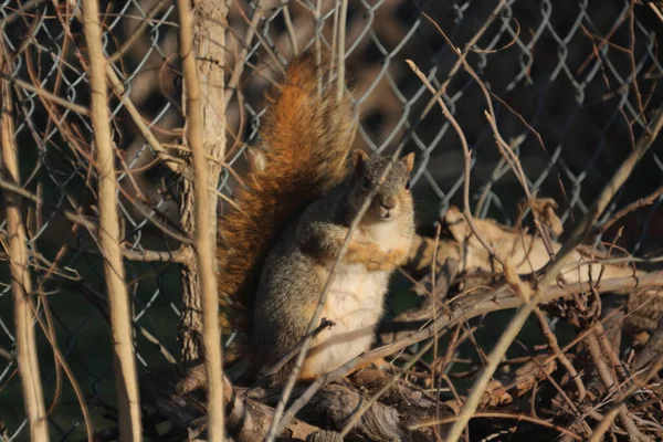 Nahaufnahme Eines Braunen Eichhörnchens Der Nähe Von Zweigen Und Einem — Stockfoto