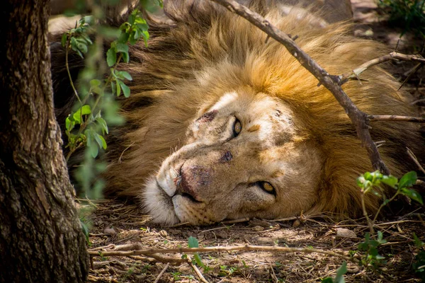 在坦桑尼亚一个阳光明媚的日子里 一头狮子躺在狩猎中休息 — 图库照片