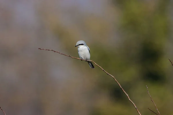 Close Shot Tiny Great Gray Shrike Single Branch Blurry Background — Stock Photo, Image