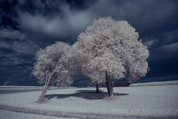Ένα Τοπίο Χιονισμένα Δέντρα Κάτω Από Τον Ουρανό Σύννεφα — Φωτογραφία Αρχείου