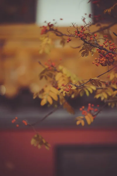 紅葉が美しい木の枝の景色 — ストック写真