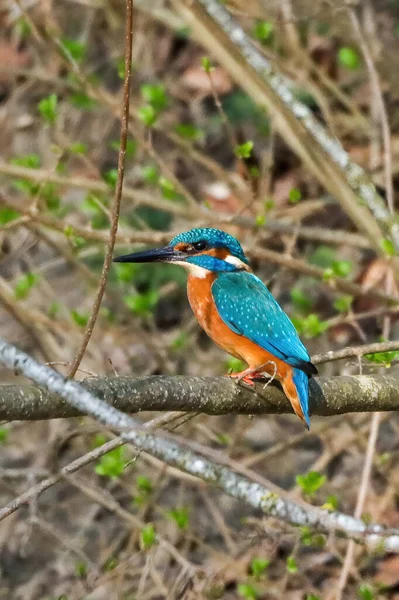 Eine Vertikale Nahaufnahme Eines Eisvogels Der Auf Einem Ast Sitzt — Stockfoto