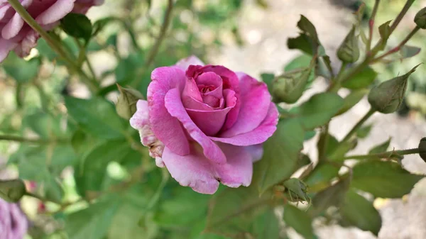 Nærbilde Blomstrende Rosa Rose – stockfoto