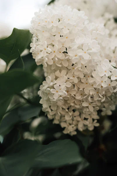 Tiro Close Vertical Floração Branco Comum Floridos Lilás — Fotografia de Stock