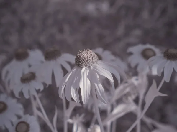 Vedere Macro Florilor Delicate Grădină — Fotografie, imagine de stoc