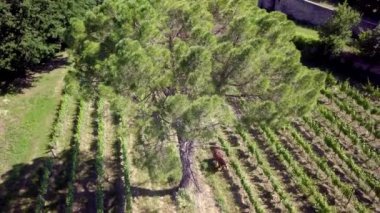 Çalışan bir atın makinesiz üzüm bağını çekmesi, Fransa 'da şarabın bioprodüksiyonu.