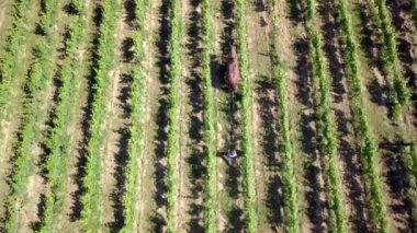 Hizalanmış üzüm bağlarının güzel bir hava manzarası.