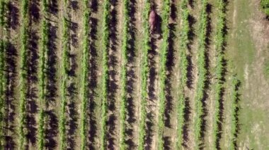 Hizalanmış üzüm bağlarının güzel bir hava manzarası.