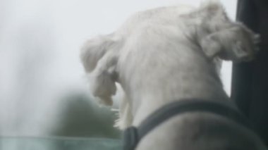 Pencereden dışarı bakan beyaz bir köpek.