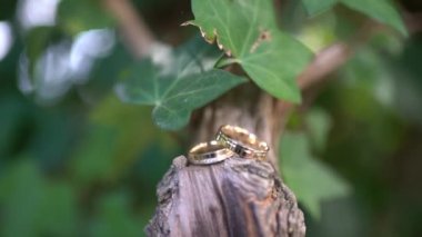 Alyanslar bir ağaç dalında