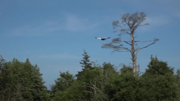 Riesenseeadler Haliaeetus Pelagicus Fliegt Slomotion — Stockvideo