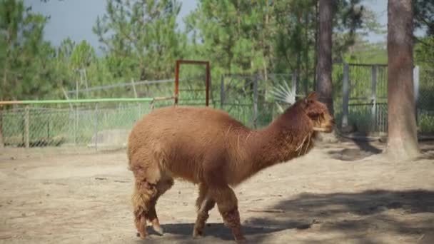 Metraje Una Linda Alpaca Marrón Lama Pacos Pastando Aire Libre — Vídeos de Stock