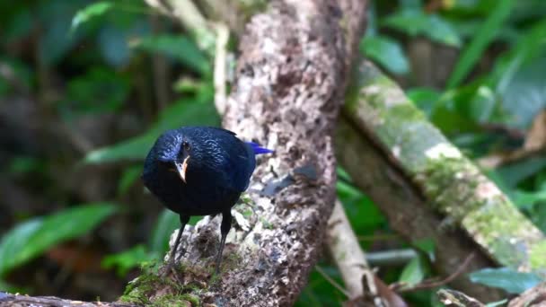 Close Sapinho Assobiando Azul Myophonus Caeruleus Comendo Andando Galho Árvore — Vídeo de Stock