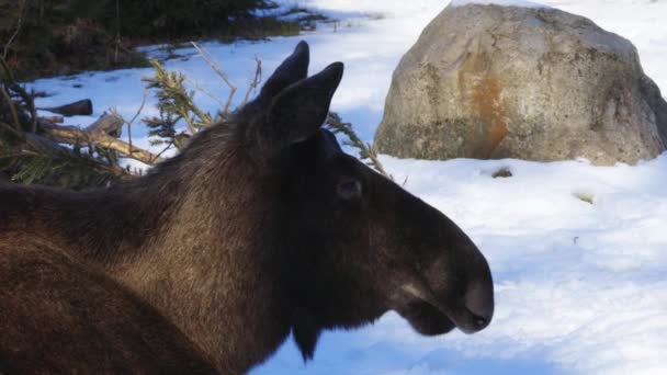 Großaufnahme Eines Elchs Auf Einem Verschneiten Feld — Stockvideo