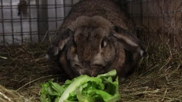 Ein Braunes Kaninchen Isst Salat Käfig — Stockvideo