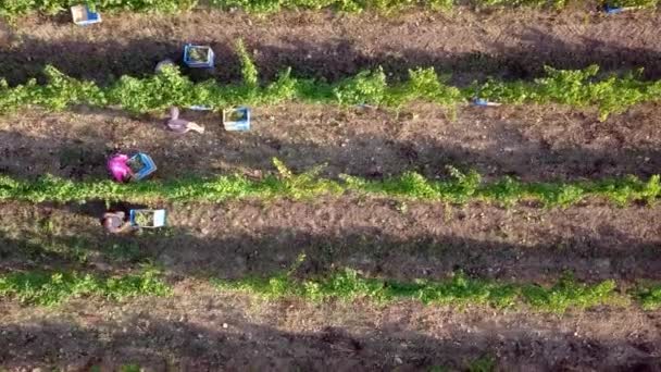 機械のないブドウ畑を耕す作業馬の空中撮影 フランスでのワインの生産 — ストック動画