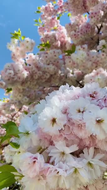 Vertikální Detailní Záběr Kvetoucích Větví Třešňového Květu — Stock video