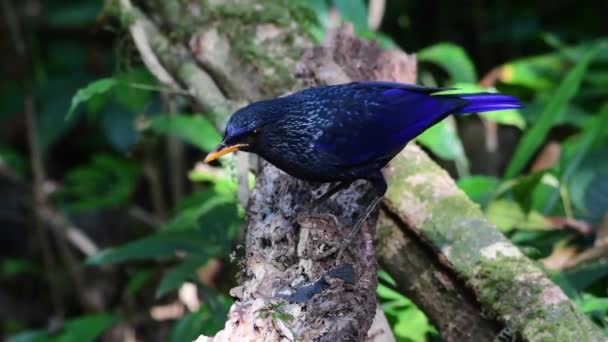 Close Sapinho Assobiando Azul Myophonus Caeruleus Comendo Andando Galho Árvore — Vídeo de Stock