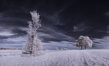 Gökyüzünün altındaki karlı ağaçlarla dolu bir manzara.