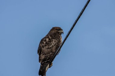 Kabloda oturan bir kartalın yakın çekimi.