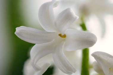 Beyaz Üzüm Hyacinth Çiçekleri